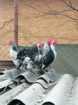 Vând cocoșei și voiajori sport! 