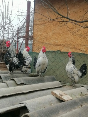 Vând cocoșei și voiajori sport!  - imagine 2