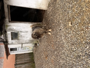 Femela Ciobanesc Caucazian - imagine 4