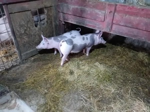 purcei antarcati .și scroafe gestante pietrain 