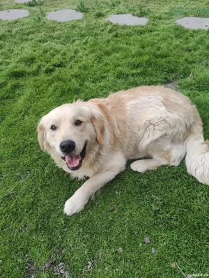 Harley, un câine adorabil !!!... - imagine 4