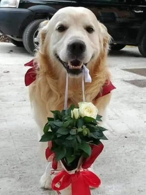 Harley, un câine adorabil !!!... - imagine 5