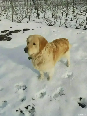 Harley, un câine adorabil !!!... - imagine 2