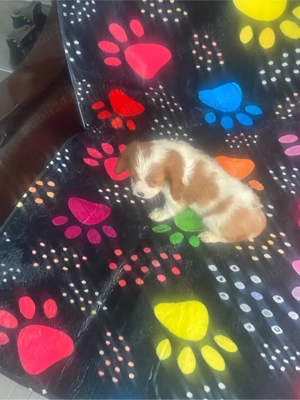 Catelusa Cavalier King Charles Spaniel  - imagine 1