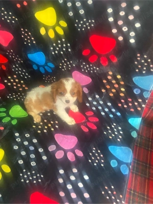 Catelusa Cavalier King Charles Spaniel  - imagine 4