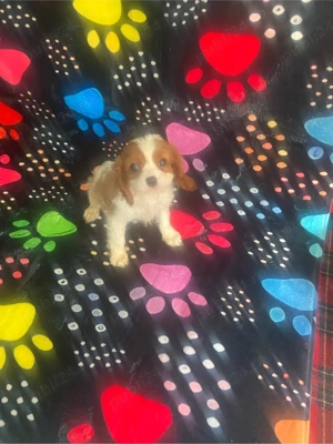 Catelusa Cavalier King Charles Spaniel 
