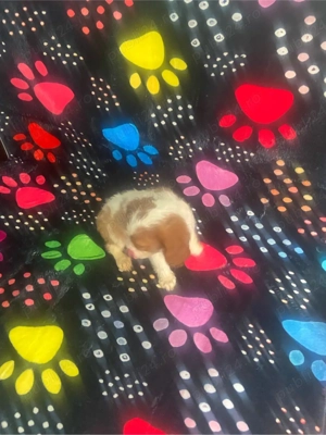 Catelusa Cavalier King Charles Spaniel  - imagine 3