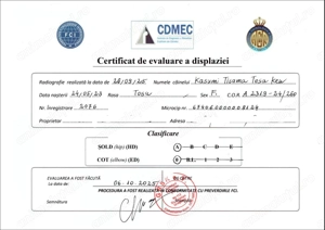 Pui Tosa Inu cu pedigree - imagine 5