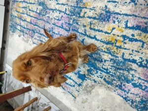 Coker spaniol englez - imagine 3