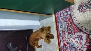 Coker spaniol englez - imagine 2