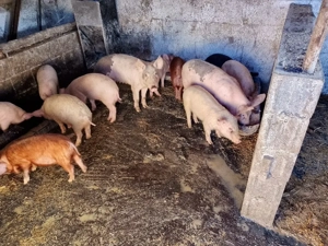 purcei diferite rase - imagine 3