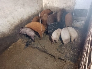 purcei diferite rase - imagine 2