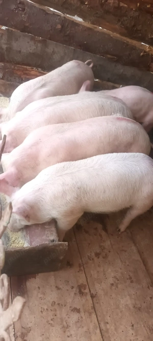 vând șoldănași 40-45 kg