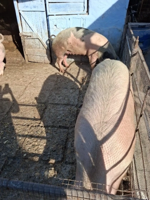 Vând porcii marele alb cu petrean 