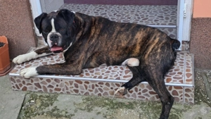 Vând Boxer Tigrat, mascul.  - imagine 2