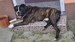 Vând Boxer Tigrat, mascul. 