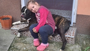 Vând Boxer Tigrat, mascul.  - imagine 3