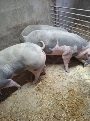 scrofite reproducere pietrain