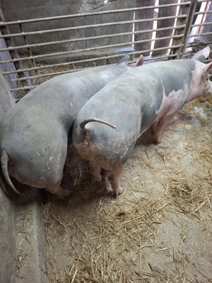 scrofite reproducere pietrain - imagine 3