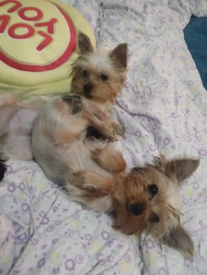  fetita yorkshire terrier mini toy  - imagine 2