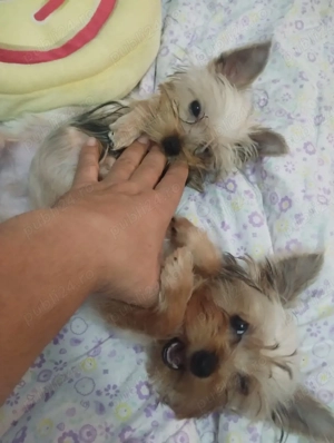  fetita yorkshire terrier mini toy 