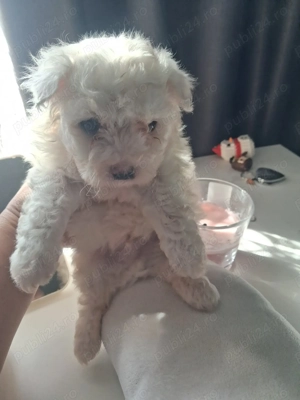 Bichon minitoy  rasă pură 