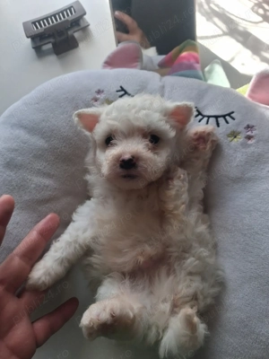 Bichon minitoy  rasă pură  - imagine 2