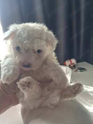 Bichon minitoy  rasă pură  - imagine 3