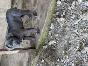 catelusi cane corso italianao 
