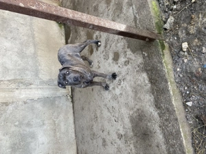 catelusi cane corso italianao  - imagine 2