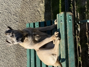 catelusi cane corso italianao  - imagine 3