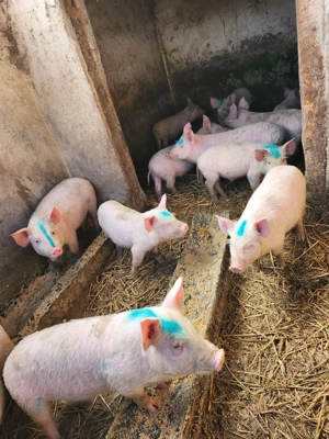 Vând purcei de 10 săptămâni  - imagine 2