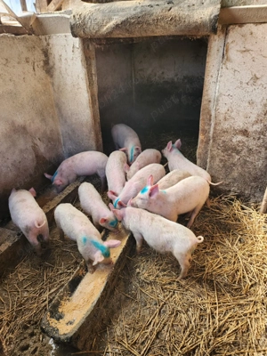 Vând purcei de 10 săptămâni  - imagine 5