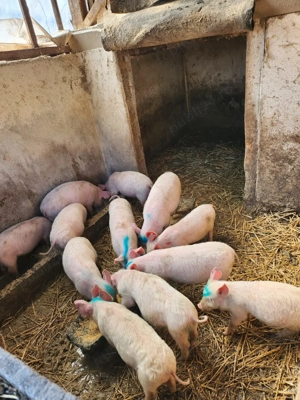 Vând purcei de 10 săptămâni  - imagine 4