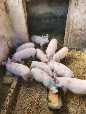Vând purcei de 10 săptămâni  - imagine 3