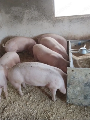 porci rasa de carne !!!Buzau vadu pasii !!! - imagine 3