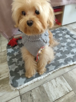 Cățel Maltipoo mini toy își caută o familie  - imagine 3