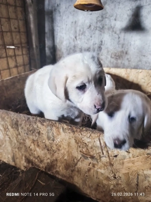 vând Puiuți Asia Centrală  - imagine 2