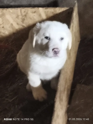 vând Puiuți Asia Centrală  - imagine 3