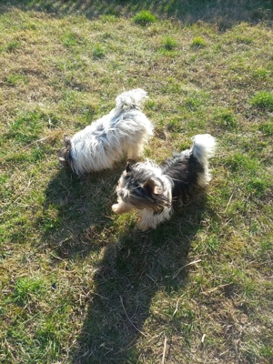 Vind Yorkshire Biewer terrier  - imagine 5