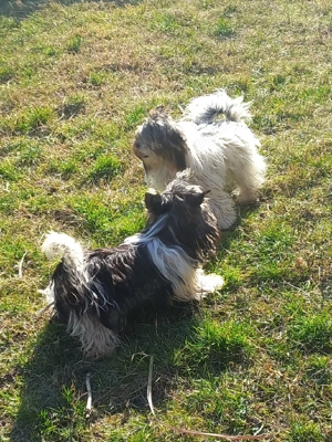 Vind Yorkshire Biewer terrier  - imagine 3