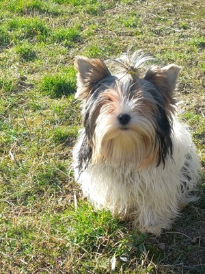 Vind Yorkshire Biewer terrier  - imagine 2