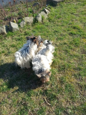 Vind Yorkshire Biewer terrier  - imagine 4