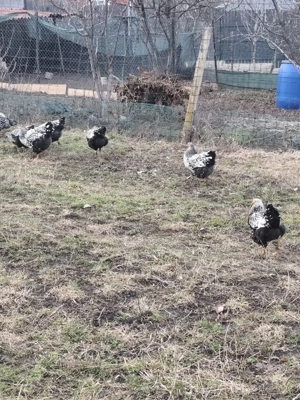 Vand găini  - imagine 3