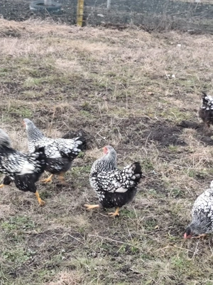 Vand găini  - imagine 2