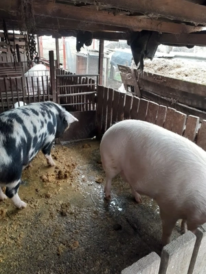 Porci de Vanzare - imagine 3