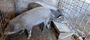 Grasuni, purcei - imagine 2