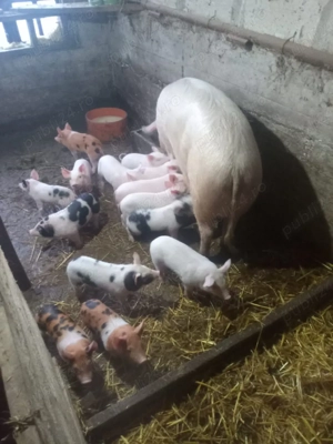 purcei de vanzare - imagine 2