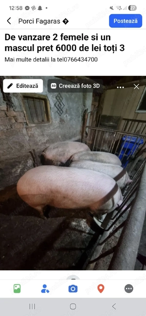 de vanzare 2 femele si un mascul - imagine 2