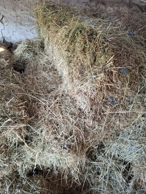 Baloti mici lucerna  - imagine 2